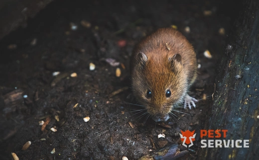 Дератизация в Благовещенск